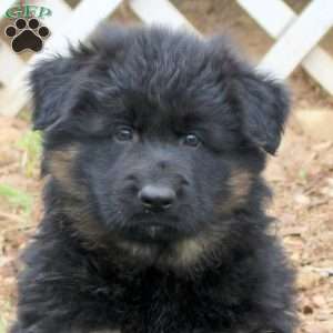 Ruger, German Shepherd Puppy
