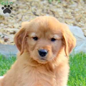 Ruger, Golden Retriever Puppy