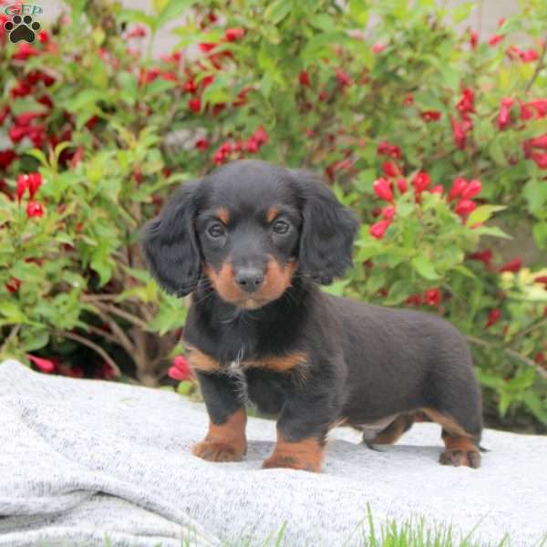 Rusty, Dachshund Puppy