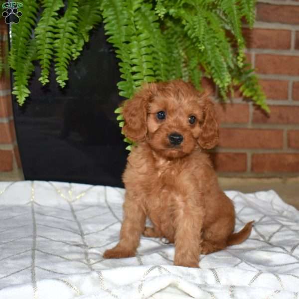 Rusty, Cavapoo Puppy