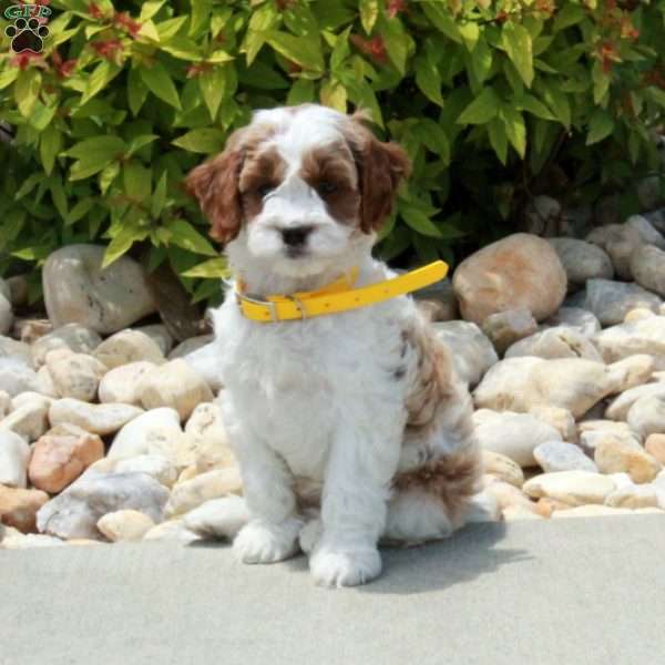 Rusty, Cavapoo Puppy