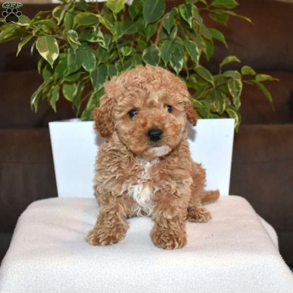 Rusty, Toy Poodle Puppy