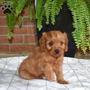 Rusty, Cavapoo Puppy