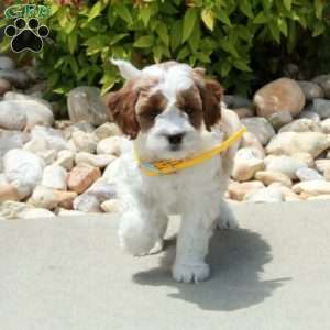 Rusty, Cavapoo Puppy