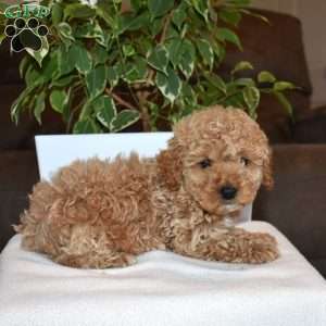 Rusty, Toy Poodle Puppy