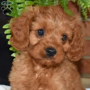 Rusty, Cavapoo Puppy
