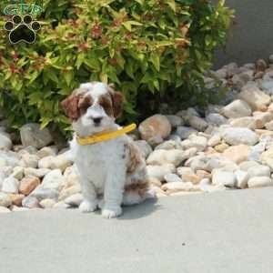 Rusty, Cavapoo Puppy