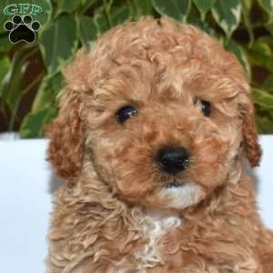 Rusty, Toy Poodle Puppy