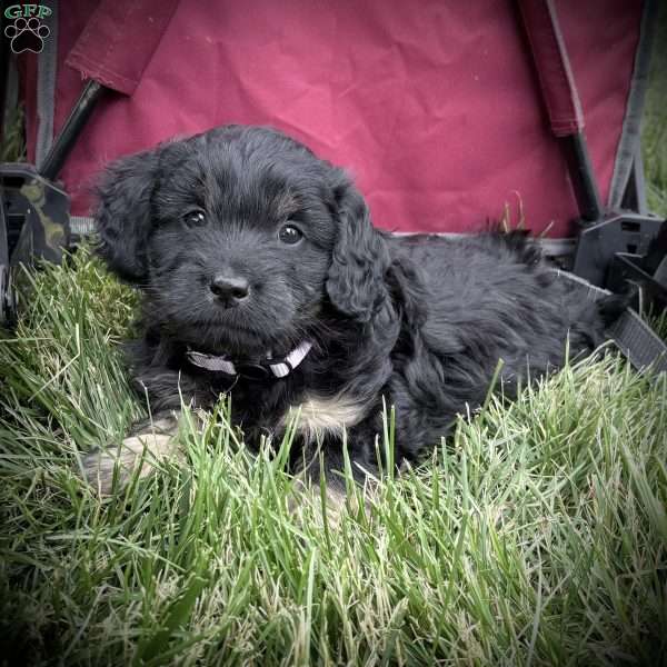 Ruth, Mini Goldendoodle Puppy