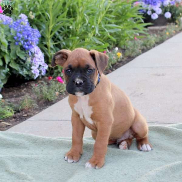 Ryan, Boxer Puppy