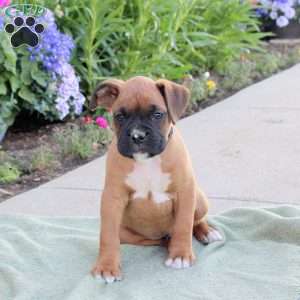 Ryan, Boxer Puppy