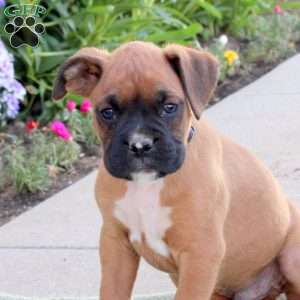 Ryan, Boxer Puppy