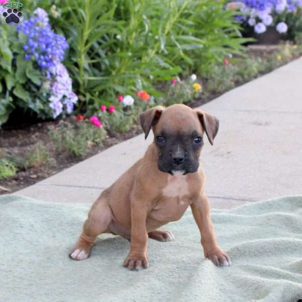 Ryder, Boxer Puppy