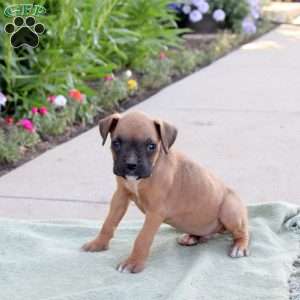 Ryder, Boxer Puppy