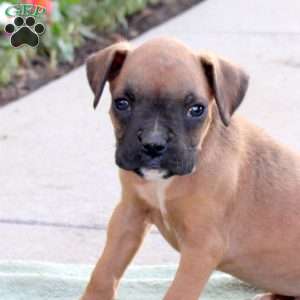 Ryder, Boxer Puppy