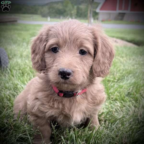 Ryder, Mini Goldendoodle Puppy