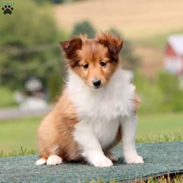 Sadie, Sheltie Puppy