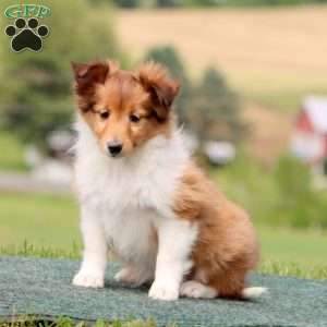 Sadie, Sheltie Puppy