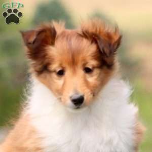 Sadie, Sheltie Puppy