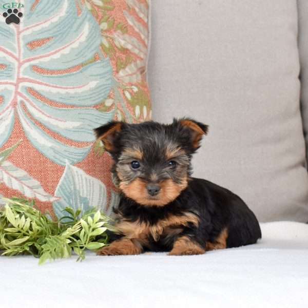 Sage, Yorkie Puppy