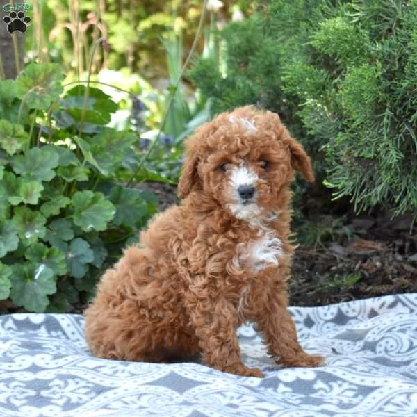 Sage, Maltipoo Puppy