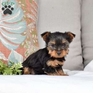 Sage, Yorkie Puppy