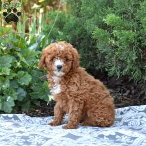 Sage, Maltipoo Puppy