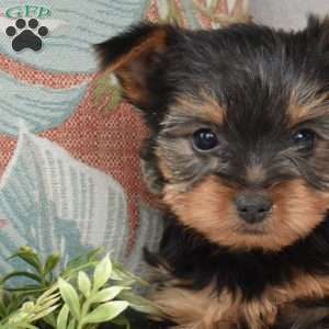 Sage, Yorkie Puppy