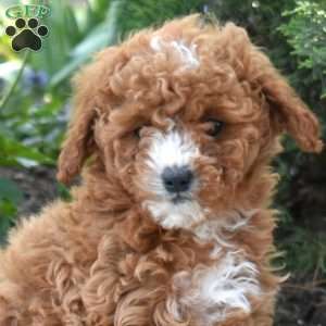 Sage, Maltipoo Puppy