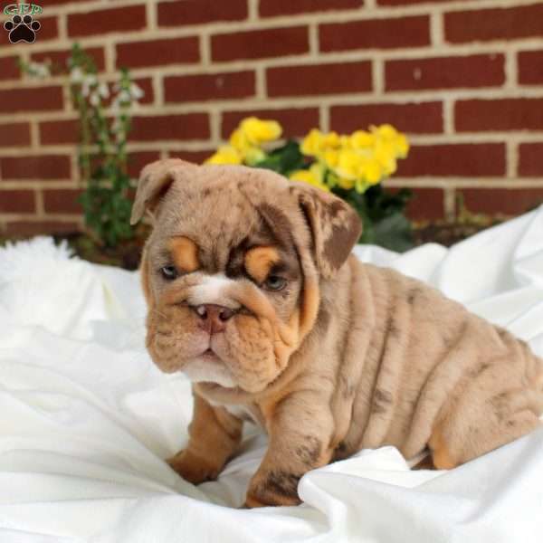 Sally, English Bulldog Puppy