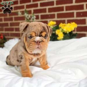 Sally, English Bulldog Puppy