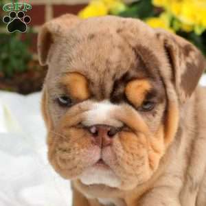Sally, English Bulldog Puppy