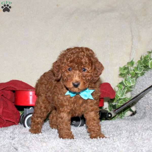 Sam, Toy Poodle Puppy
