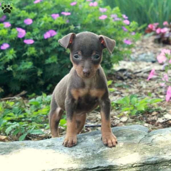 Samantha, Miniature Pinscher Puppy