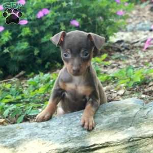 Samantha, Miniature Pinscher Puppy