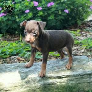 Samantha, Miniature Pinscher Puppy