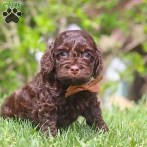 Sammie, Cockapoo Puppy