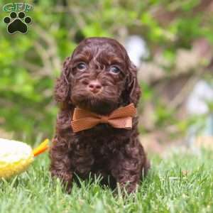 Sammie, Cockapoo Puppy