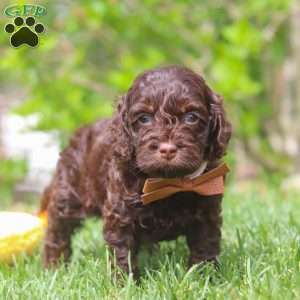 Sammie, Cockapoo Puppy
