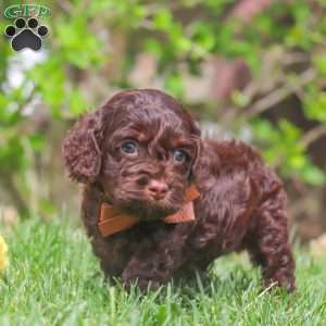 Sammie, Cockapoo Puppy