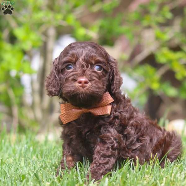 Sammie, Cockapoo Puppy
