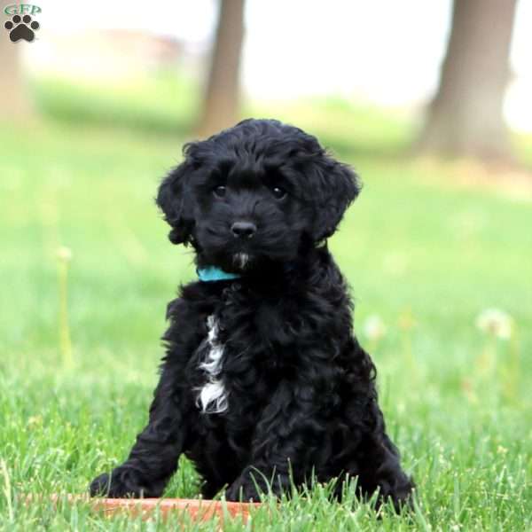 Sammy, Cockapoo Puppy