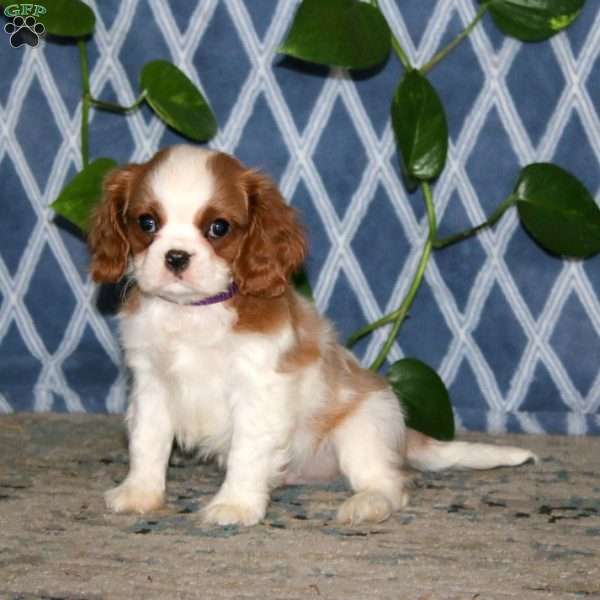 Sammy, Cavalier King Charles Spaniel Puppy