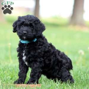 Sammy, Cockapoo Puppy