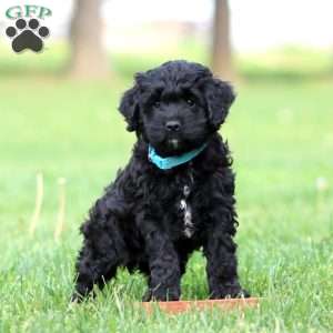 Sammy, Cockapoo Puppy