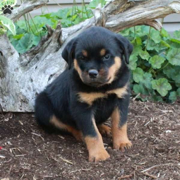Samson, Rottweiler Puppy