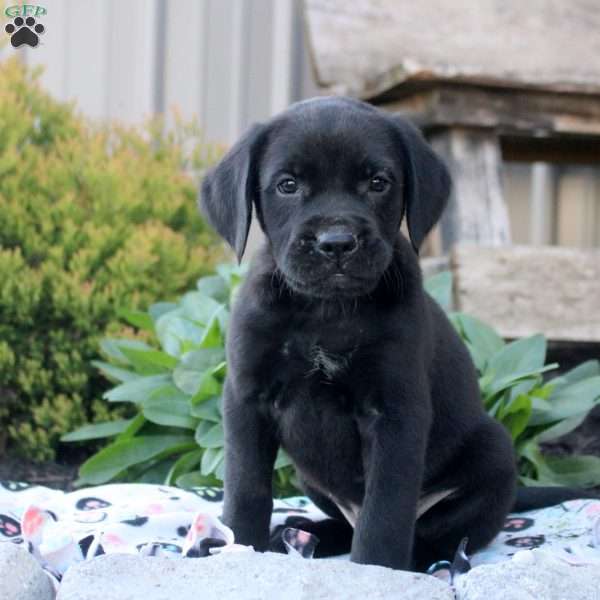 Samson, Boxer Mix Puppy
