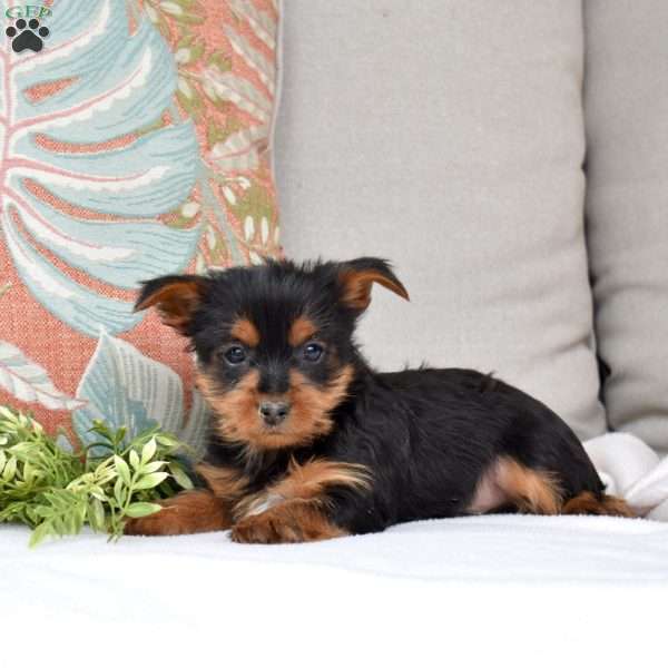 Samson, Yorkie Puppy