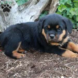 Samson, Rottweiler Puppy