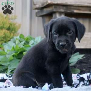 Samson, Boxer Mix Puppy